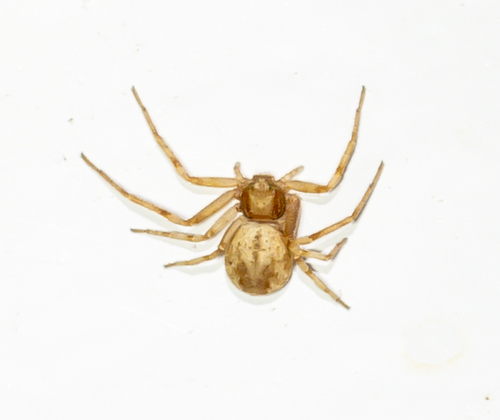 Philodromus rufus nuotrauka