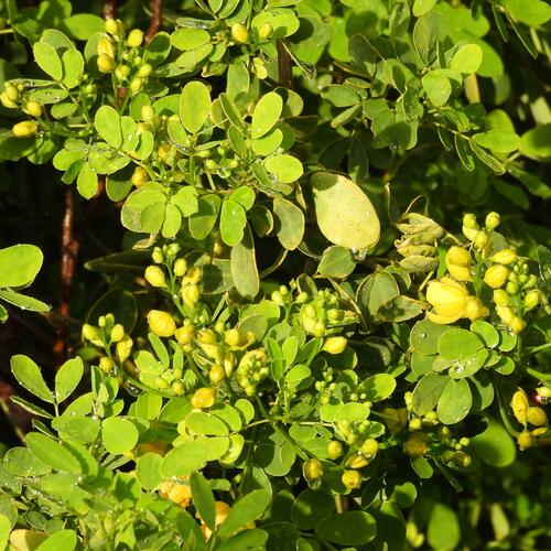 Senna bicapsularis