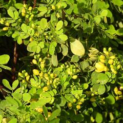 Senna bicapsularis
