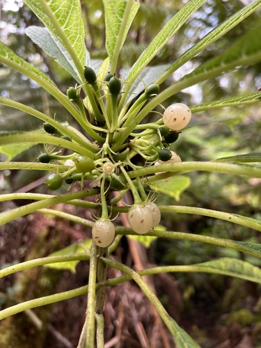 Cyrtandra menziesii, 2024-04-30
