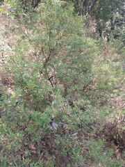 Baccharis heterophylla