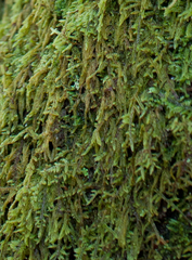 Hypnum cupressiforme filiforme