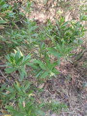 Baccharis heterophylla