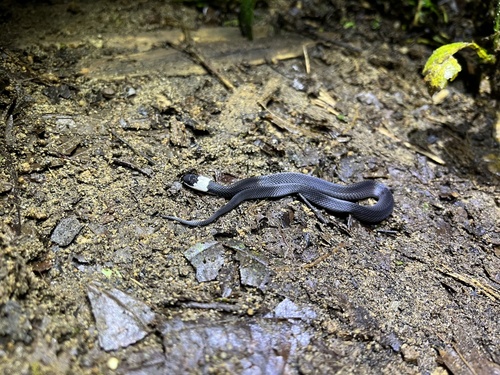 Tudors’s Coffee-Snake