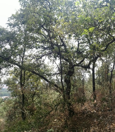 Quercus laeta