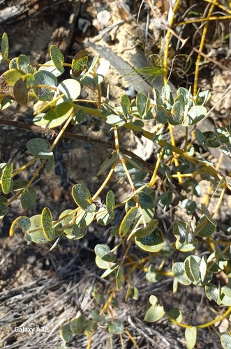 Image of Rafnia acuminata by (c) Adele SL, some rights reserved (CC BY)