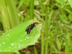 Leptodialepis bipartitus
