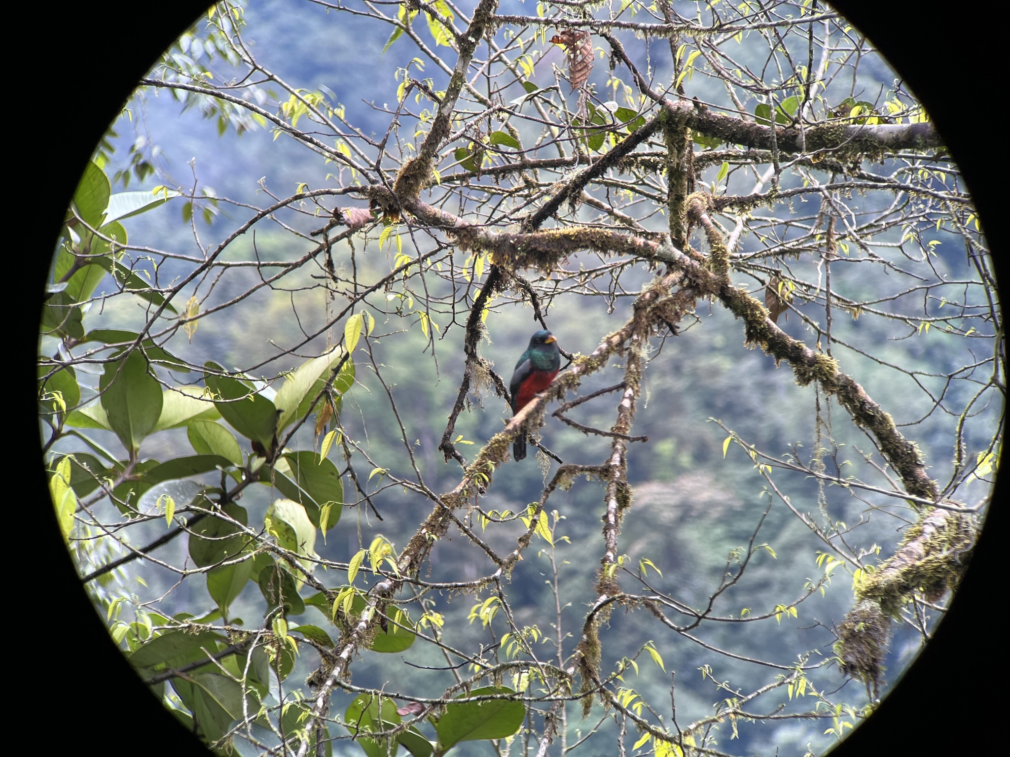 Choco Trogon (Trogon comptus), photo 4