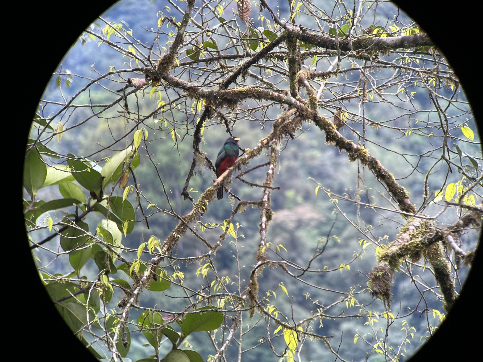 Choco Trogon (Trogon comptus), photo 5