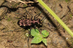 Polyrhanis arfakensis