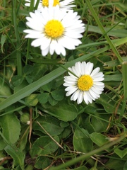 Bellis perennis