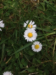 Bellis perennis