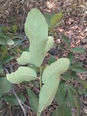Quercus laeta