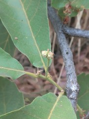 Quercus laeta