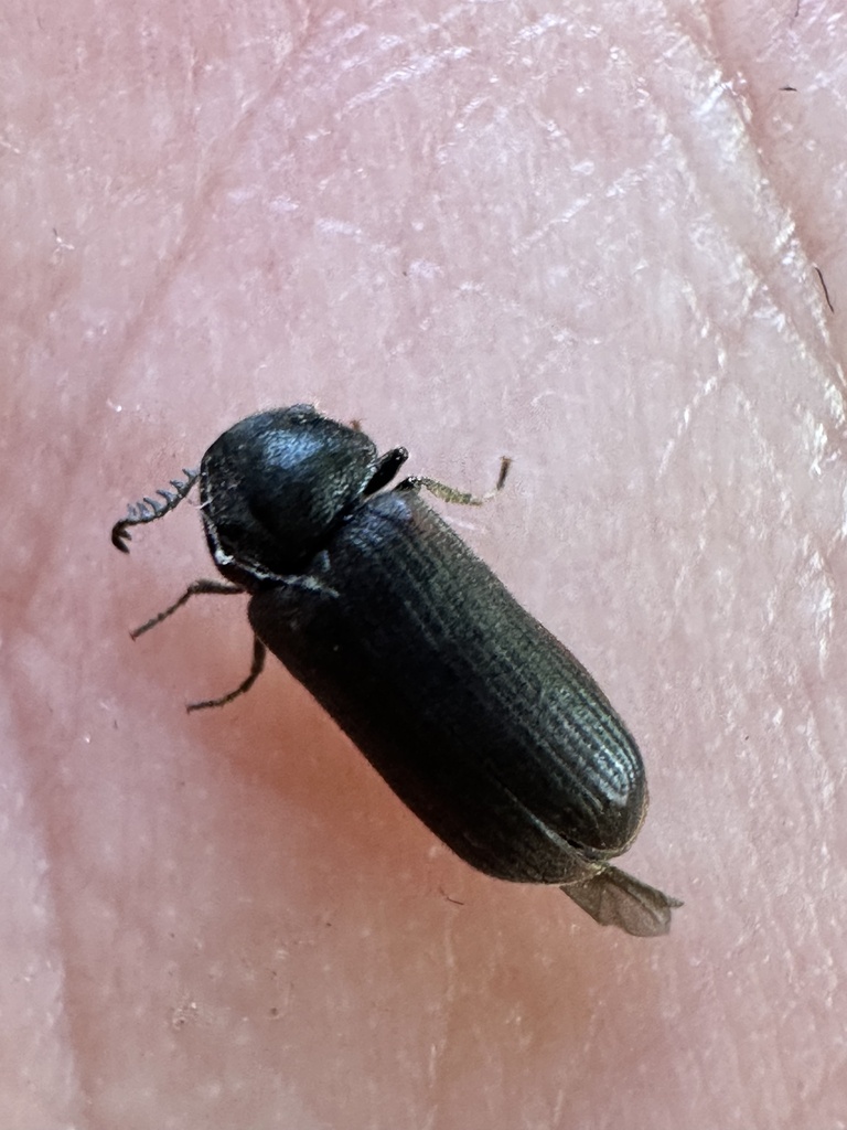 Pseudoptilinus fissicollis