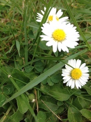 Bellis perennis