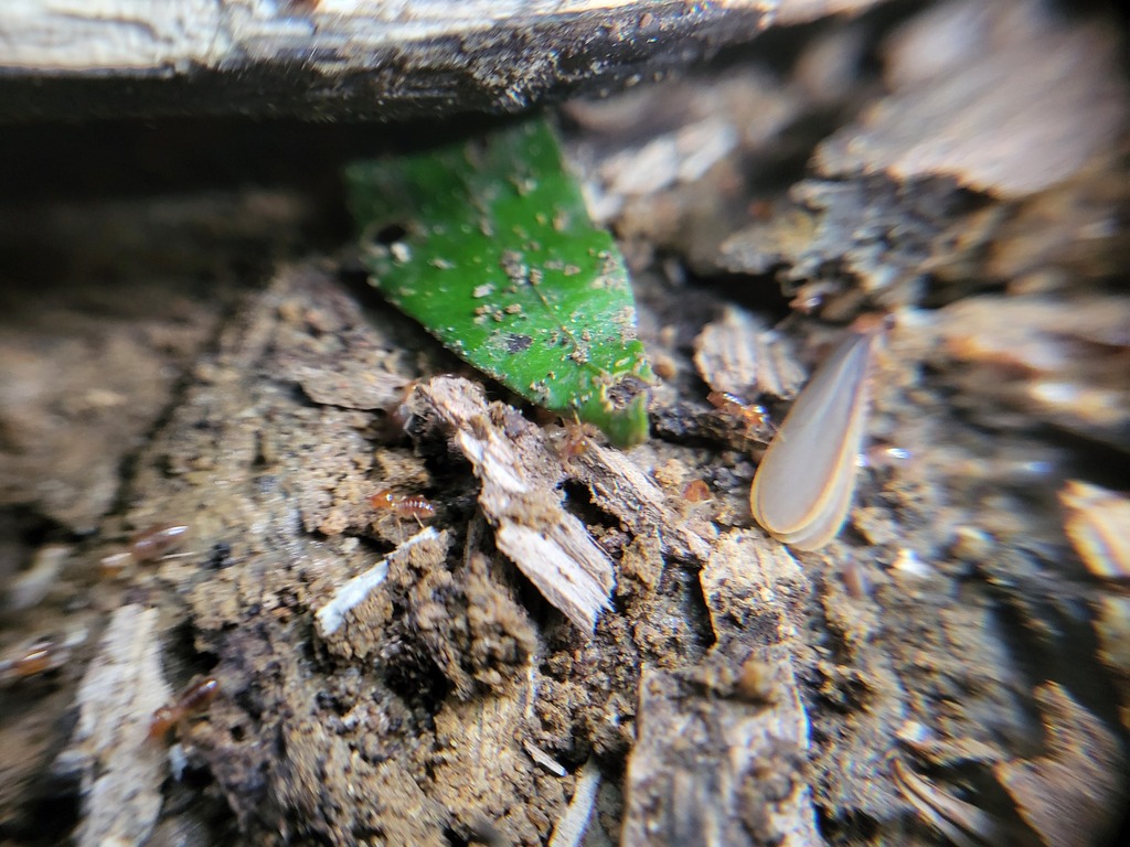 Bulbitermes umasumasensis