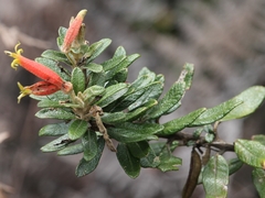 Siphocampylus columnae