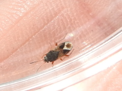 Malezonotus rufipes