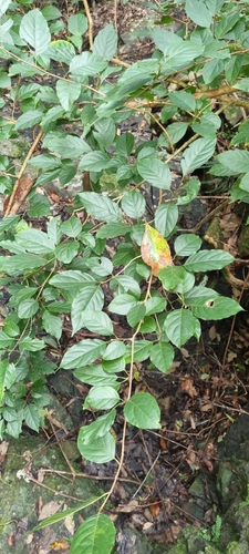 Image of Turraea pubescens by (c) murrayoke, some rights reserved (CC BY)