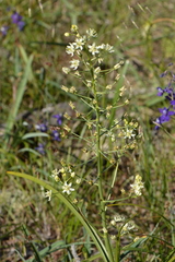 Melanthieae