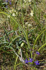 Melanthieae