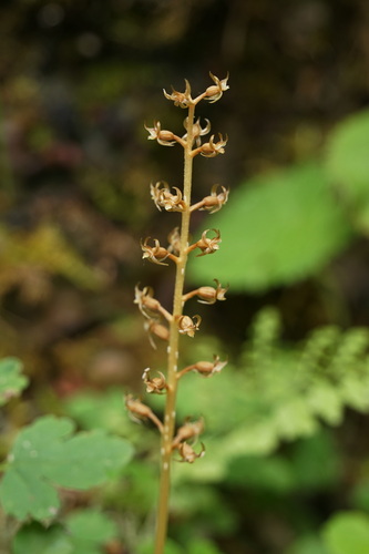 Neottia acuminata iNat (3)
