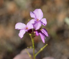 Arabis aculeolata