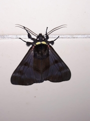 Dysschema subapicalis