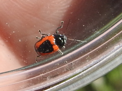 Cryptocephalus notatus