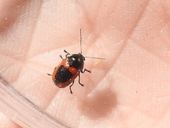 Cryptocephalus notatus