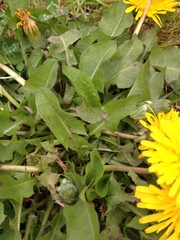 Taraxacum officinale