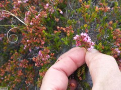 Erica curvirostris
