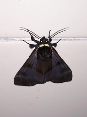 Dysschema subapicalis