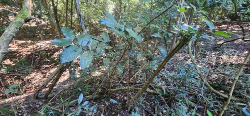 Oxyanthus speciosus, photograph 6