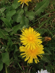 Taraxacum officinale