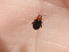 Glyptina