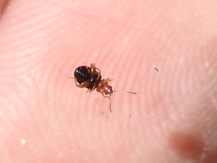 Glyptina