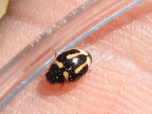 Trident Lady Beetle photo 5