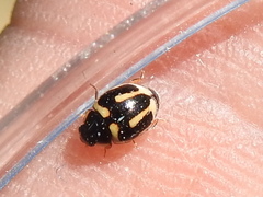 Hyperaspis trifurcata