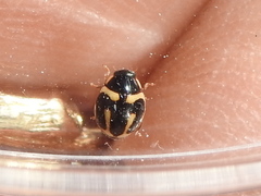 Hyperaspis trifurcata