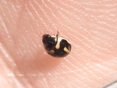 Hyperaspis trifurcata