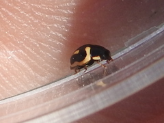 Hyperaspis trifurcata