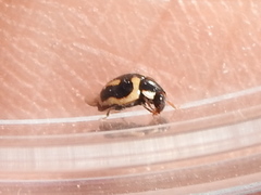 Hyperaspis trifurcata