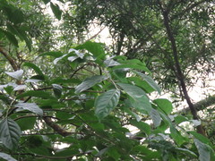 Homalium cochinchinense