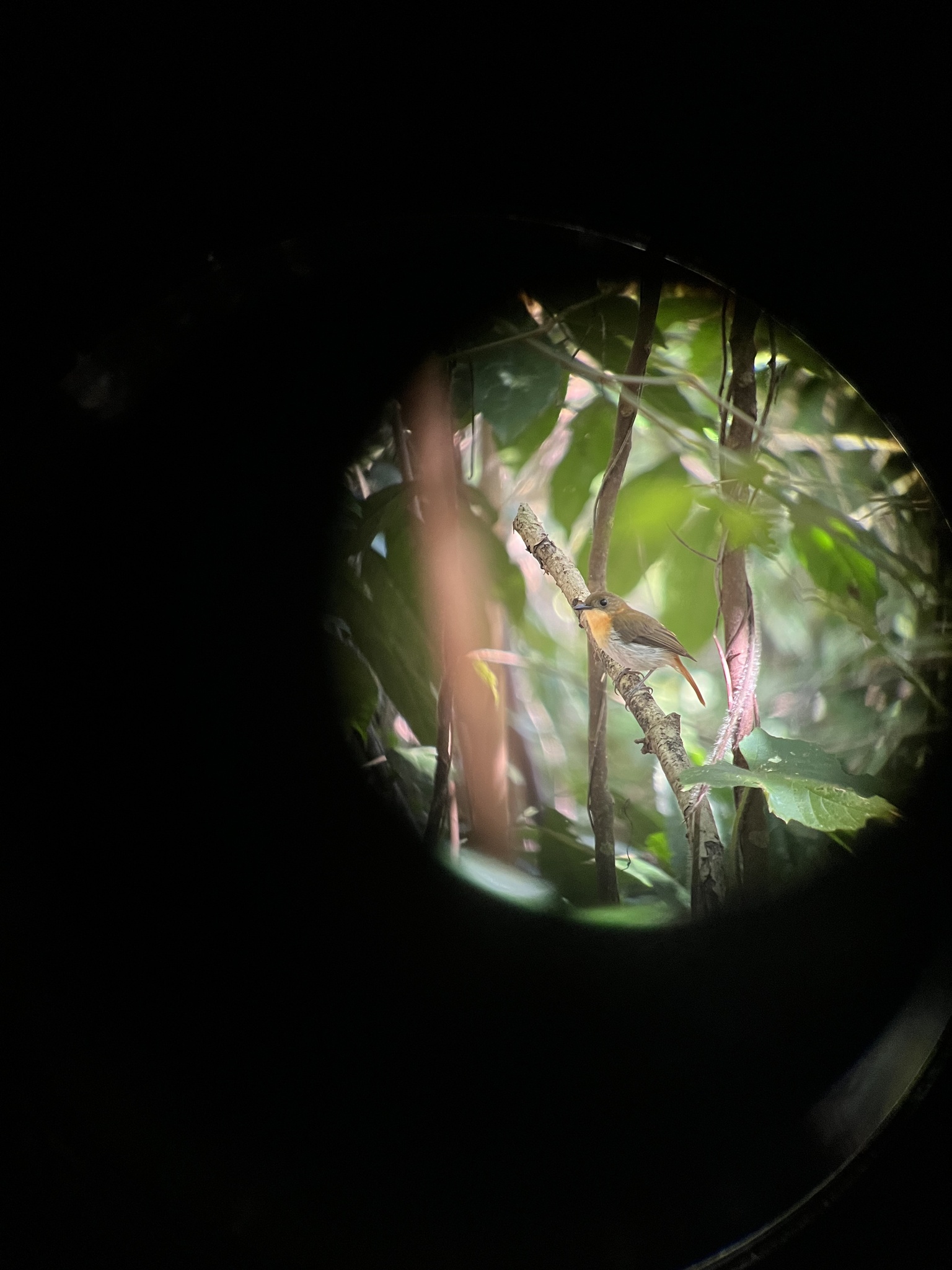 Palawan Flycatcher (Ficedula platenae), photo 3