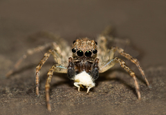 Saitis variegatus