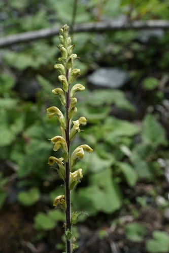 Pedicularis dunniana