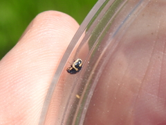 Hyperaspis trifurcata