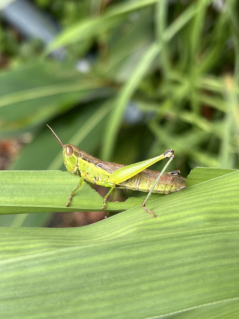 Chinese rice grasshopper